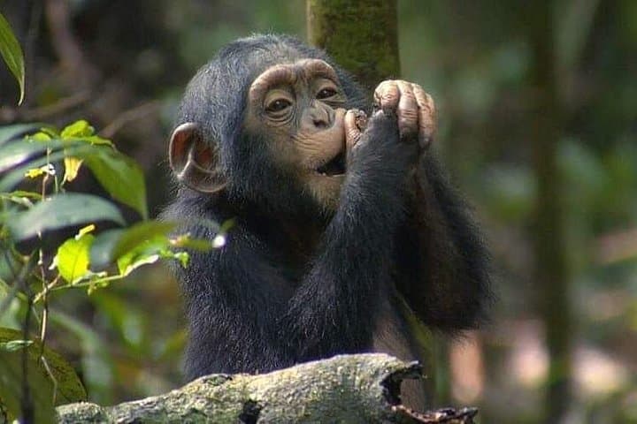 3-Day Chimpanzee Tracking in Kibale National Park — Budget Safari from Kampala photo 2