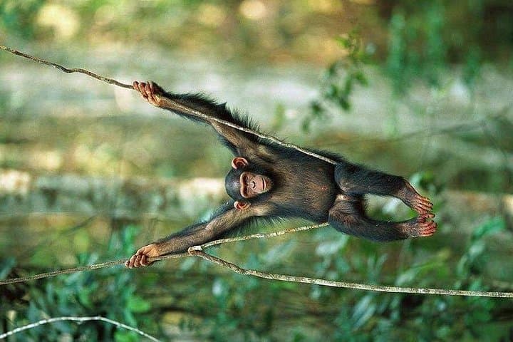3-Day Chimpanzee Tracking in Kibale National Park — Budget Safari from Kampala photo 3