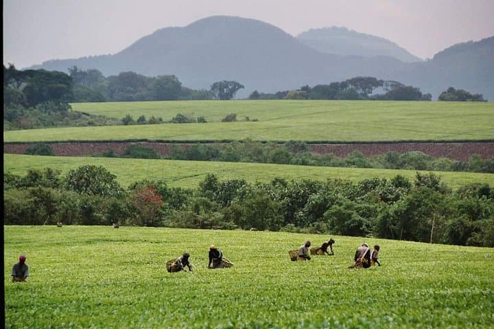 3-Day Chimpanzee Tracking in Kibale National Park — Budget Safari from Kampala photo 4