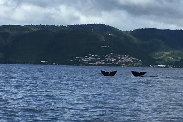 Dominica Whale & Dolphin Cruise from Roseau — Sperm Whales Year-Round photo 2