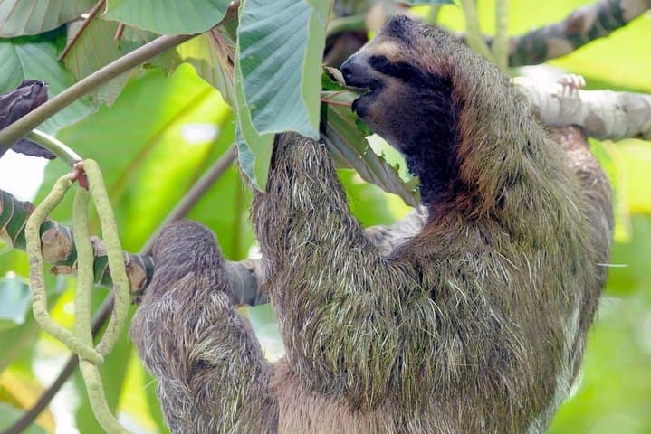 Gandoca-Manzanillo Hike: Caribbean Coastal Trail and Wildlife Viewing photo 2