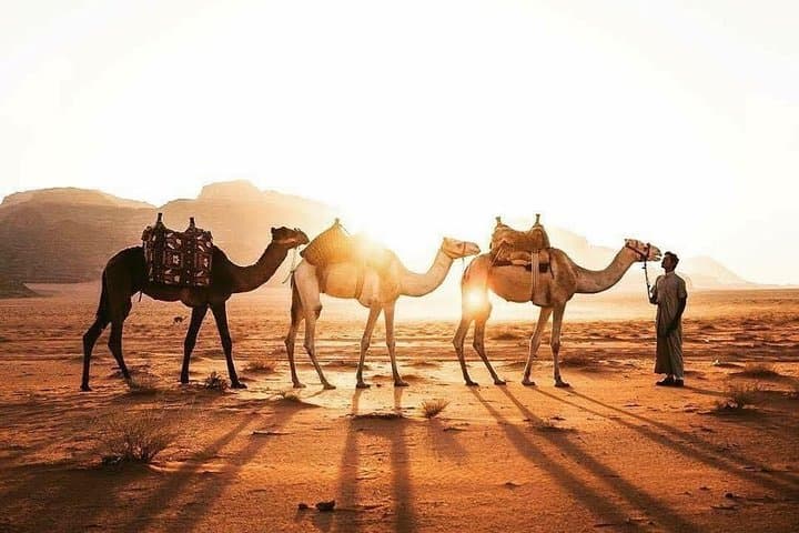 Wadi Rum and Petra: 2-Day Bedouin Camp & Jeep Tour From the Eilat Border photo 5