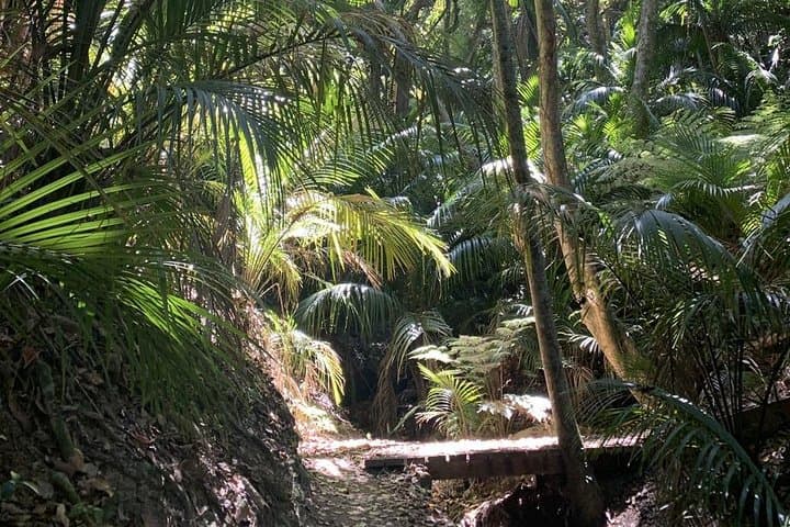 Waiheke Island Bush & Beach Walk — Half-Day Coastal Hike from Auckland photo 6