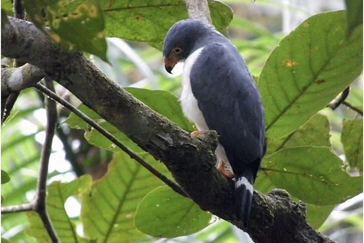 Gandoca-Manzanillo Hike: Caribbean Coastal Trail and Wildlife Viewing photo 4