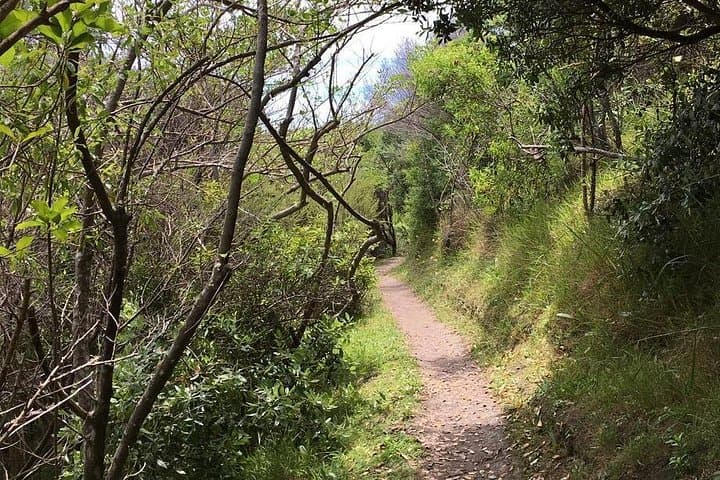 Waiheke Island Vineyards and Bush Walk — Half-Day Coastal Hike with Wine Tasting photo 3