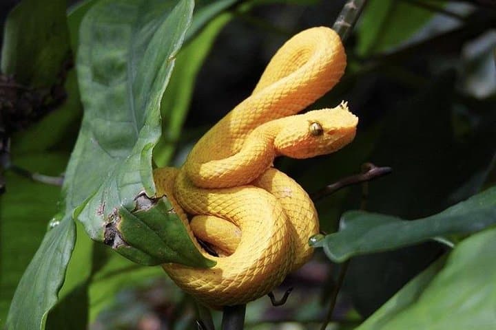 Gandoca-Manzanillo Hike: Caribbean Coastal Trail and Wildlife Viewing photo 6