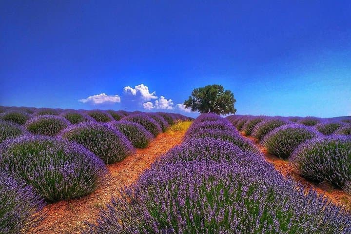Lavender Fields and Salda Lake Day Trip from Antalya photo 2