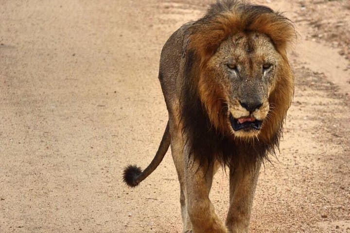 5-Day Private Kruger Safari & Panorama Route — Big Five, Blyde River Canyon, Conservation photo 2