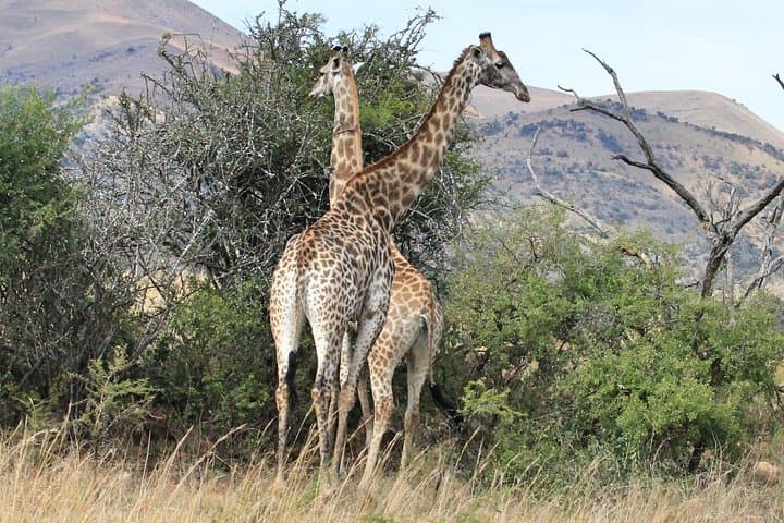 5-Day Private Kruger Safari & Panorama Route — Big Five, Blyde River Canyon, Conservation
