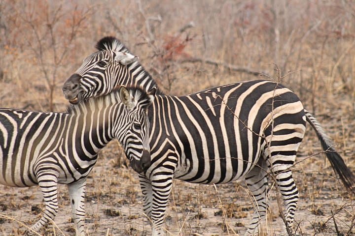 5-Day Private Kruger Safari & Panorama Route — Big Five, Blyde River Canyon, Conservation photo 3