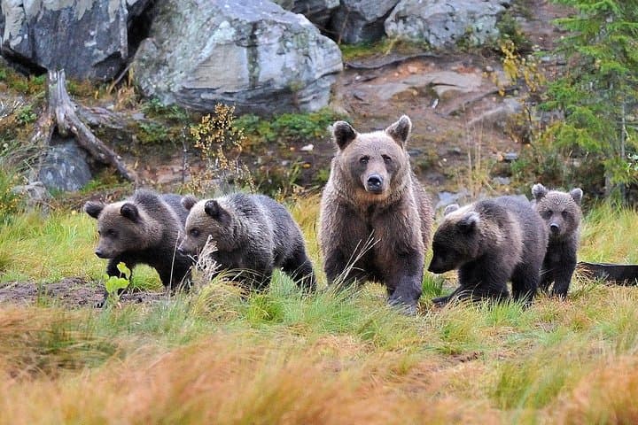 Bear and Cubs Photography in Finland: Close-Range Wild Brown Bear Hides