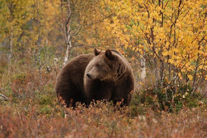 Autumn Bear Photography in Finland — Brown Bear Hide Expedition