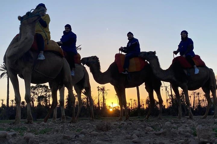 Marrakech Palm Grove Camel Ride — Hour-Long Camels & Mint Tea Experience photo 2
