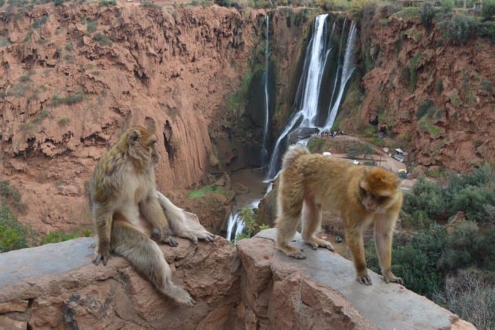 Ouzoud Falls Day Trip from Marrakech: Waterfalls, Monkeys & Olive Terraces photo 4