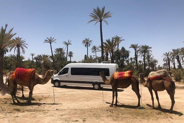 Majorelle Garden and Palmeraie Camel Ride in Marrakech: Morning Tour photo 2