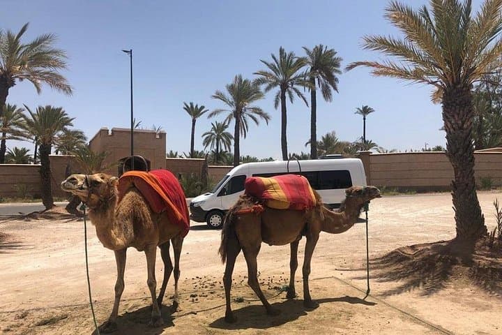 Majorelle Garden and Palmeraie Camel Ride in Marrakech: Morning Tour photo 4