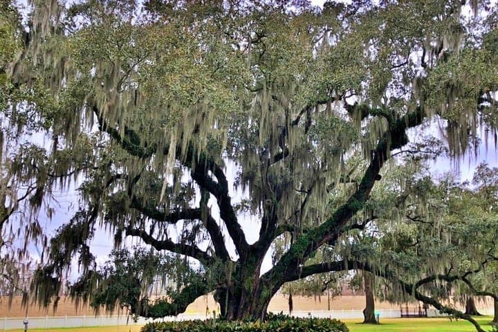 Private New Orleans & Destrehan Plantation Tour — French Quarter to River Road Mansions photo 2