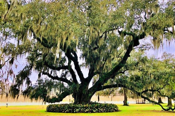 Private New Orleans & Destrehan Plantation Tour — French Quarter to River Road Mansions photo 6