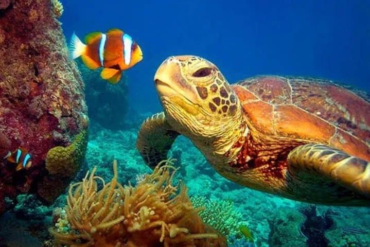 Kapalua Bay Eco Sea Scooter Snorkel Tour — Maui Coral & Turtle Guide photo 6