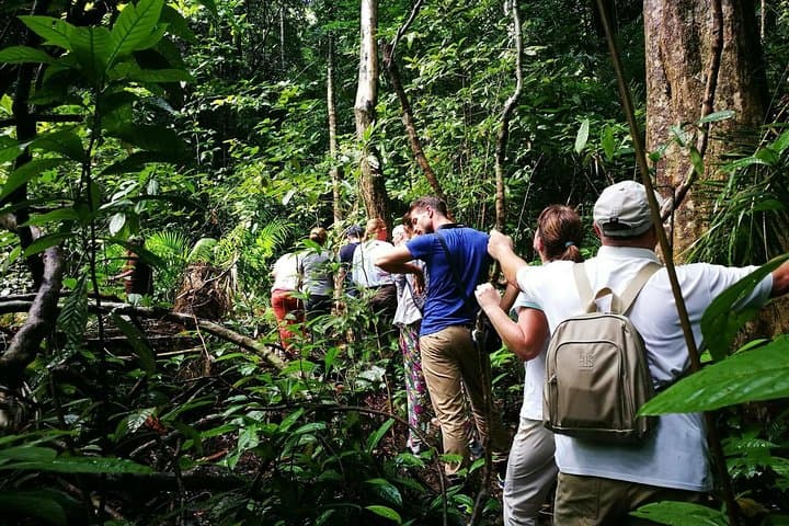 Morning Rainforest Walk in Langkawi: Medicinal Plants & Lowland Trails photo 2