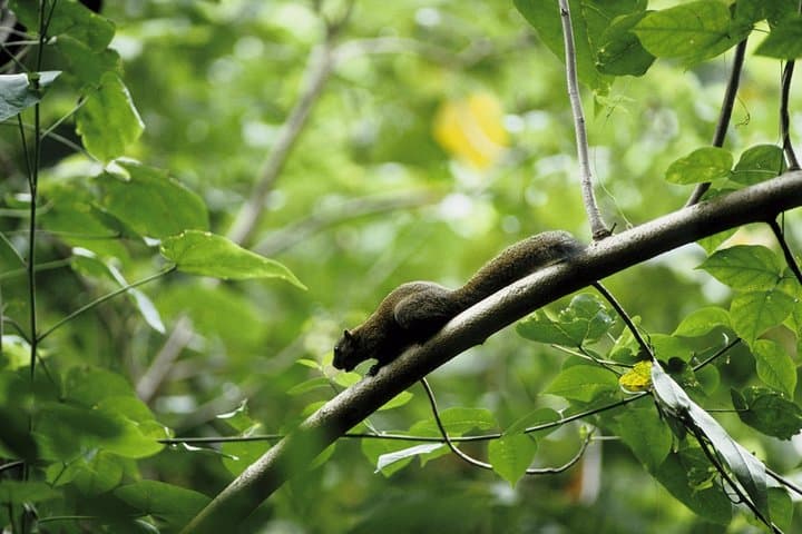 Morning Rainforest Walk in Langkawi: Medicinal Plants & Lowland Trails photo 3