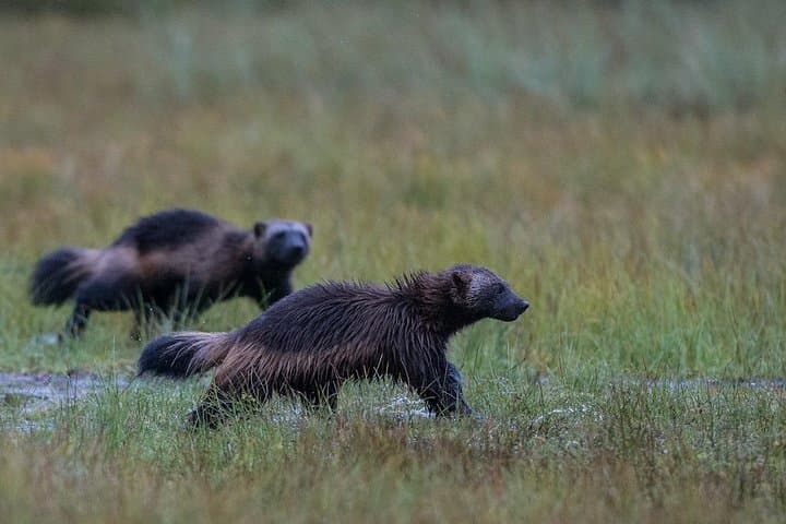 Wolverine Photography in Summer — 24-Hour Light Hides in the Finnish Taiga photo 6