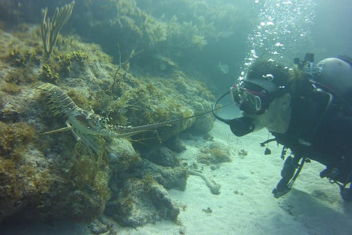 Small-Group SCUBA Dive at Key Largo Reef — Two One-Hour Reef Stops photo 3