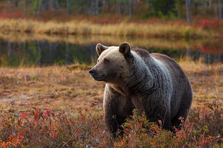 Autumn Bear Photography in Finland — Brown Bear Hide Expedition photo 2