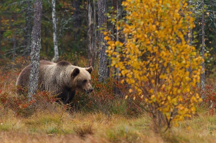 Autumn Bear Photography in Finland — Brown Bear Hide Expedition photo 3