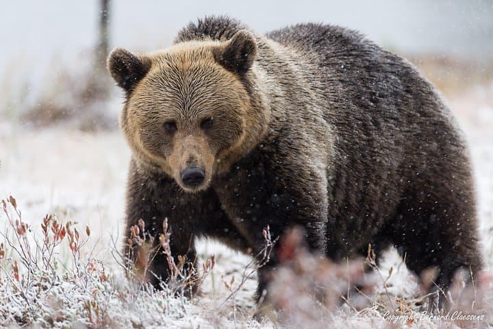 Autumn Bear Photography in Finland — Brown Bear Hide Expedition photo 4