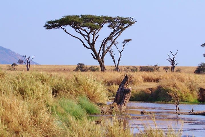 6-Day Wildebeest Migration Safari: Ngorongoro, Ndutu & Serengeti (Budget Camping)
