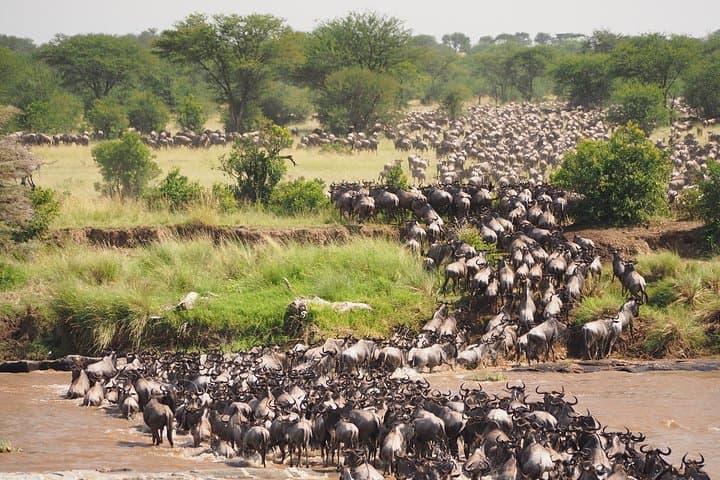 6-Day Wildebeest Migration Safari: Ngorongoro, Ndutu & Serengeti (Budget Camping) photo 2