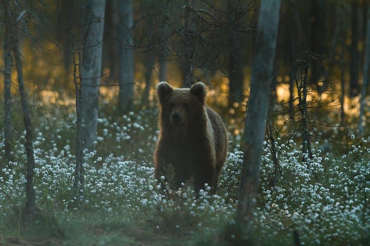 Bear and Cubs Photography in Finland: Close-Range Wild Brown Bear Hides photo 2