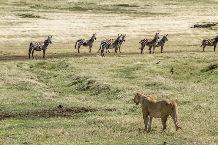 6-Day Wildebeest Migration Safari: Ngorongoro, Ndutu & Serengeti (Budget Camping) photo 3