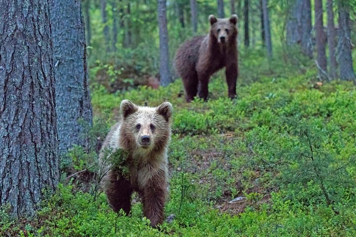 Bear and Cubs Photography in Finland: Close-Range Wild Brown Bear Hides photo 3