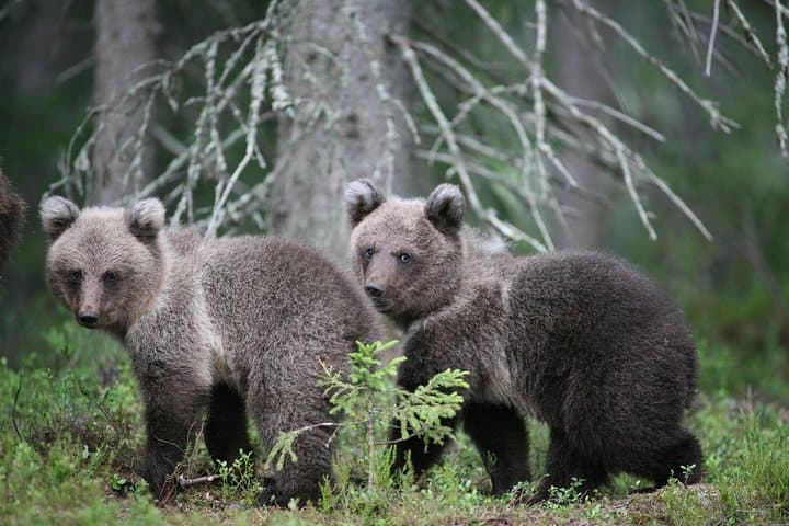 Bear and Cubs Photography in Finland: Close-Range Wild Brown Bear Hides photo 4