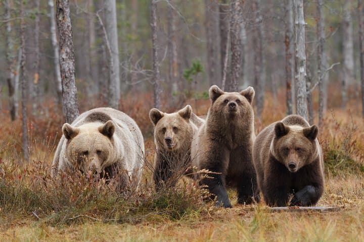 Bear and Cubs Photography in Finland: Close-Range Wild Brown Bear Hides photo 5