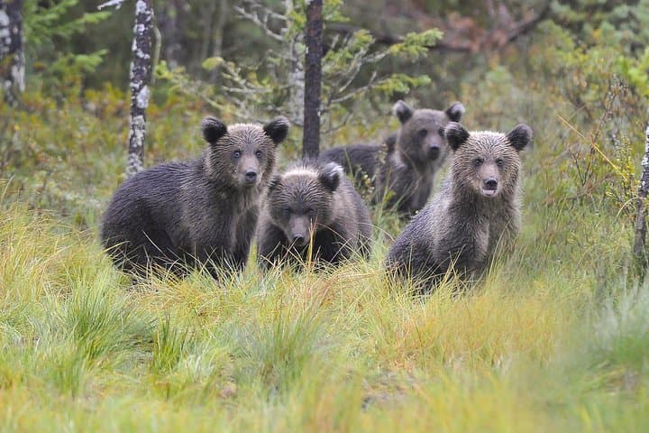 Bear and Cubs Photography in Finland: Close-Range Wild Brown Bear Hides photo 6