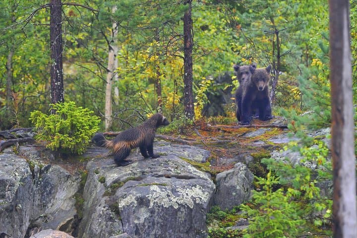Wolverine Photography in Summer — 24-Hour Light Hides in the Finnish Taiga