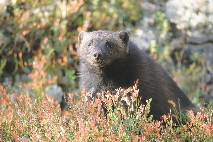 Autumn Bear Photography in Finland — Brown Bear Hide Expedition photo 5