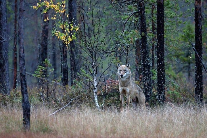 Autumn Bear Photography in Finland — Brown Bear Hide Expedition photo 6
