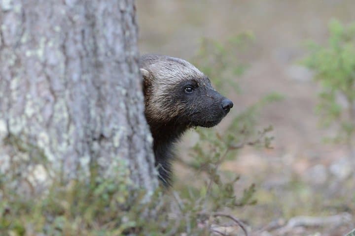Wolverine Photography in Summer — 24-Hour Light Hides in the Finnish Taiga photo 3