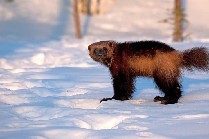 Wolverine Photography in Summer — 24-Hour Light Hides in the Finnish Taiga photo 2