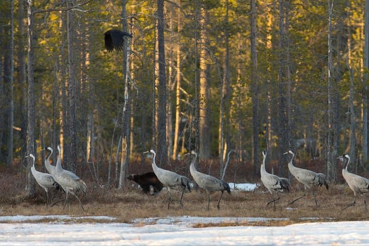 Wolverine Photography in Summer — 24-Hour Light Hides in the Finnish Taiga photo 5
