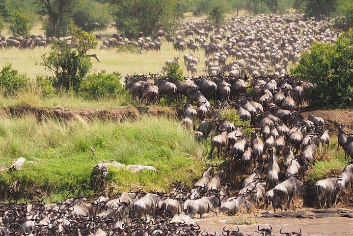 6-Day Luxury Migration Safari: Ngorongoro, Ndutu & Serengeti Wildebeest Route