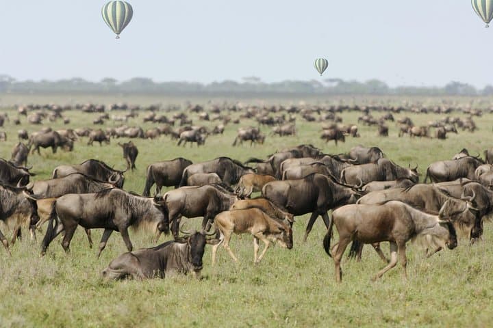 6-Day Luxury Migration Safari: Ngorongoro, Ndutu & Serengeti Wildebeest Route photo 2