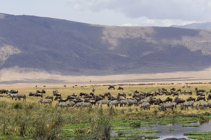 Tarangire and Ngorongoro Exclusive Day Safari: Big Five and Crater Views from Arusha photo 1