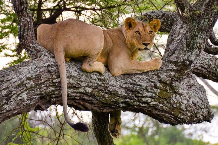 Tarangire and Ngorongoro Exclusive Day Safari: Big Five and Crater Views from Arusha photo 2