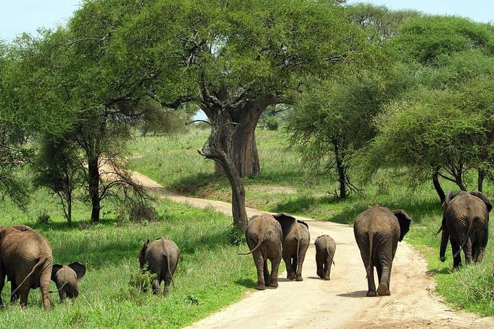 Tarangire and Ngorongoro Exclusive Day Safari: Big Five and Crater Views from Arusha photo 3