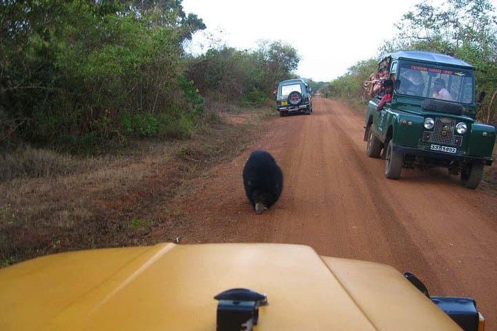 Yala National Park: 5-Day Leopard and Coastal Wildlife Safari photo 3